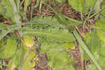 Oakleaf fleabane